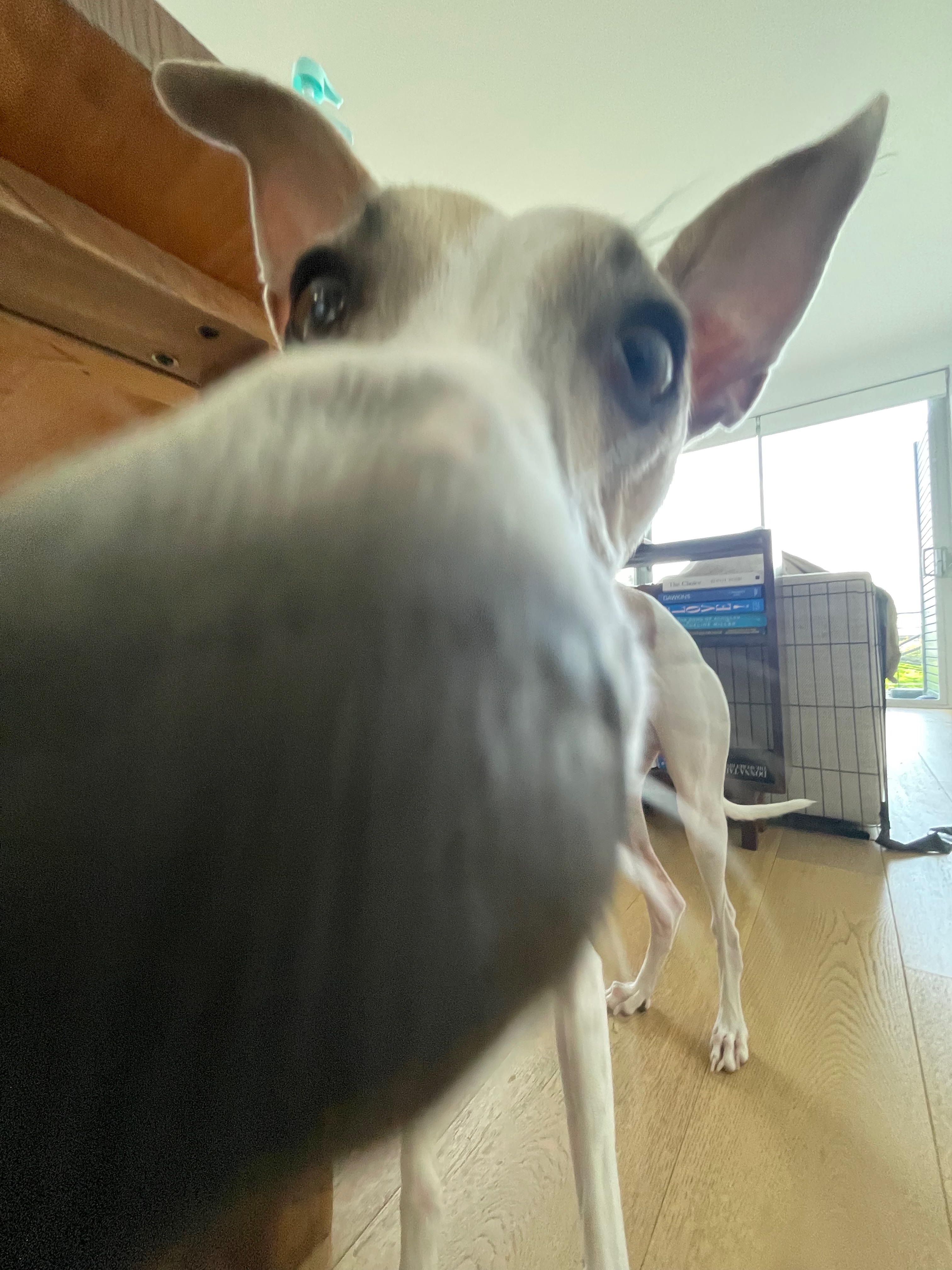 Friday the dog